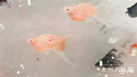 天鵝魚兇 敏名字意思